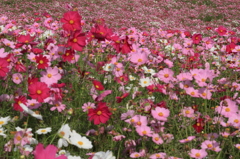 DPP_国営昭和記念公園_10-10-23_0244