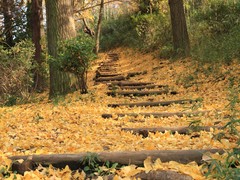 三ツ池公園　いちょう階段