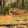 三ツ池公園　いちょう階段