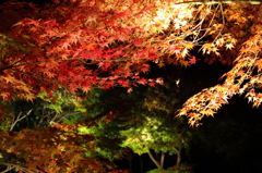 大磯城山公園ライトアップその５