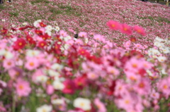 DPP_国営昭和記念公園_10-10-23_0260