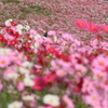 DPP_国営昭和記念公園_10-10-23_0260