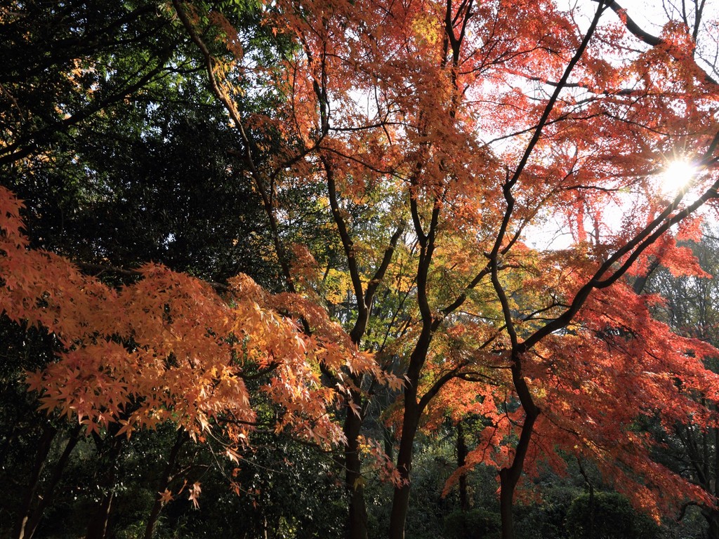 三ツ池公園　紅葉