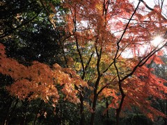 三ツ池公園　紅葉