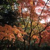 三ツ池公園　紅葉