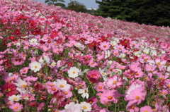 DPP_国営昭和記念公園_10-10-23_0255