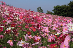 DPP_国営昭和記念公園_10-10-23_0248