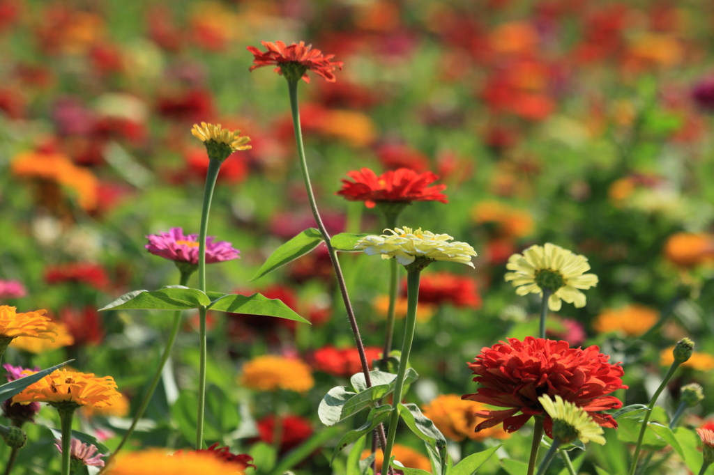 EPP_花の都公園_2010-08-16_0044