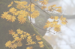 霧で霞む黄葉