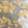 霧で霞む黄葉