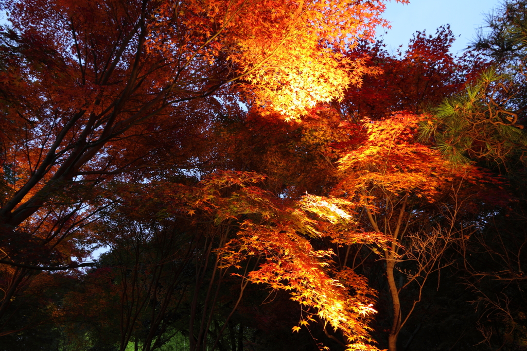 大磯城山公園ライトアップその２