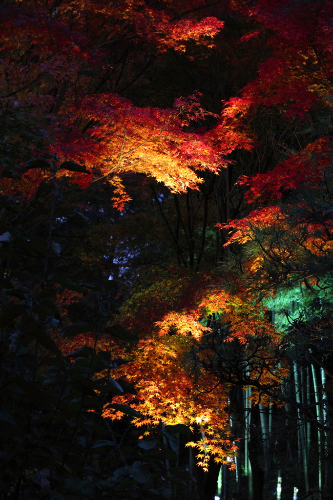 大磯城山公園ライトアップその１