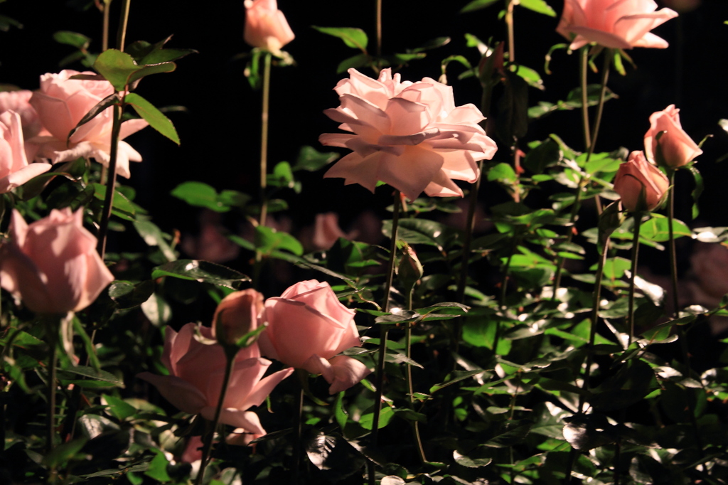 DPP_神代植物園_10-10-23_0073