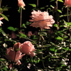 DPP_神代植物園_10-10-23_0073