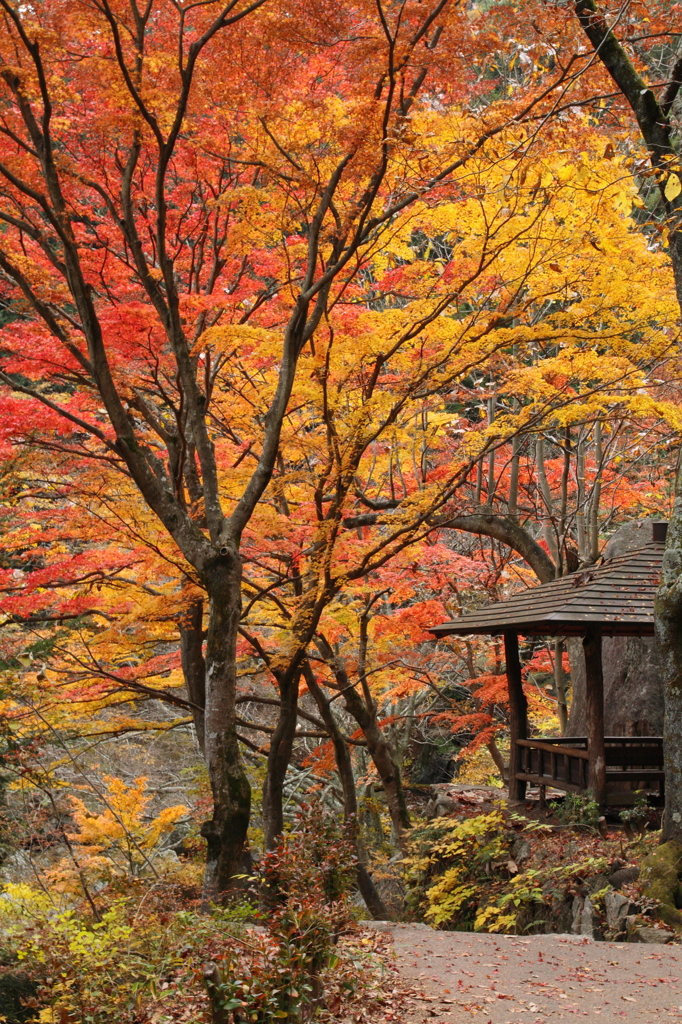 東屋と紅葉