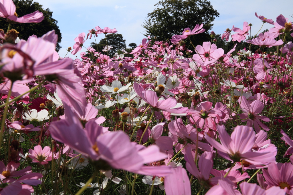 DPP_国営昭和記念公園_10-10-23_0025