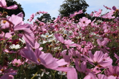 DPP_国営昭和記念公園_10-10-23_0025