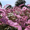 DPP_国営昭和記念公園_10-10-23_0025