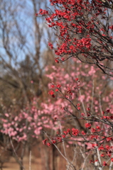 昭和記念公園の梅