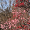 昭和記念公園の梅