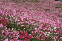 DPP_国営昭和記念公園_10-10-23_0281