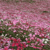 DPP_国営昭和記念公園_10-10-23_0281