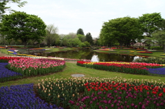 DPP_国営昭和記念公園_2011-04-22_0444