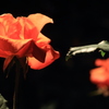 DPP_神代植物園_10-10-23_0086