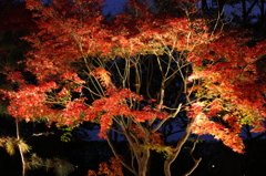 大磯城山公園ライトアップその３