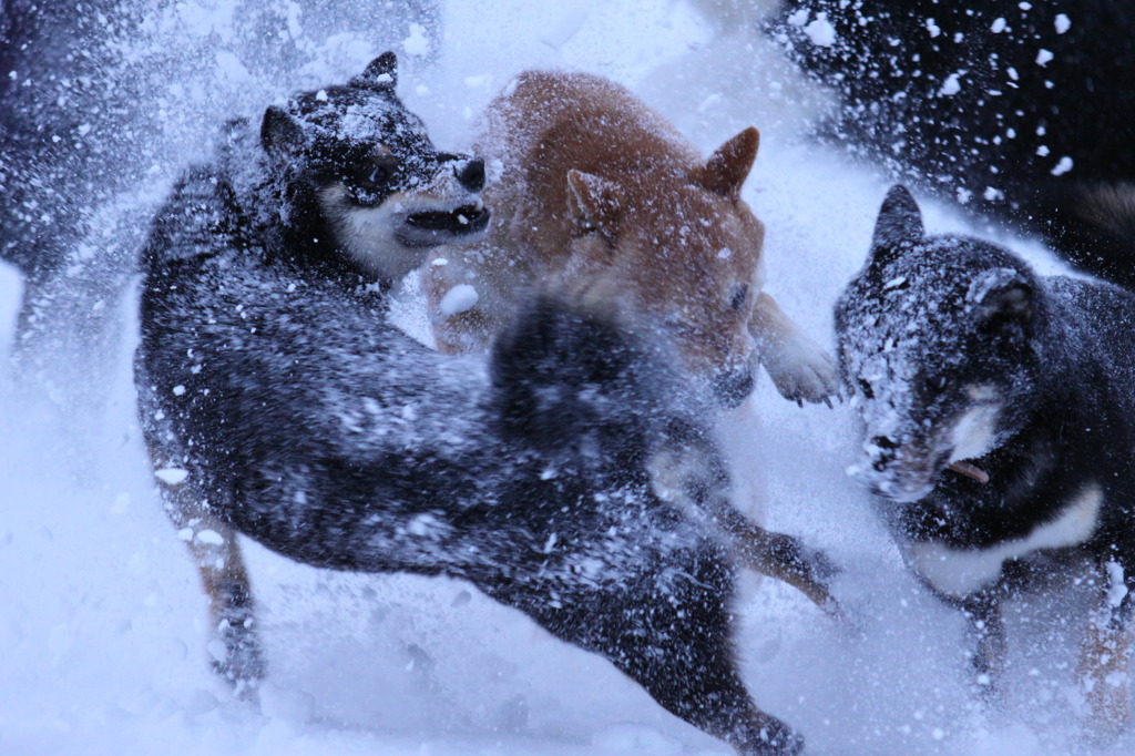 雪まみれで遊ぶ柴犬たち