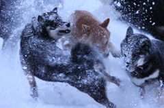 雪まみれで遊ぶ柴犬たち