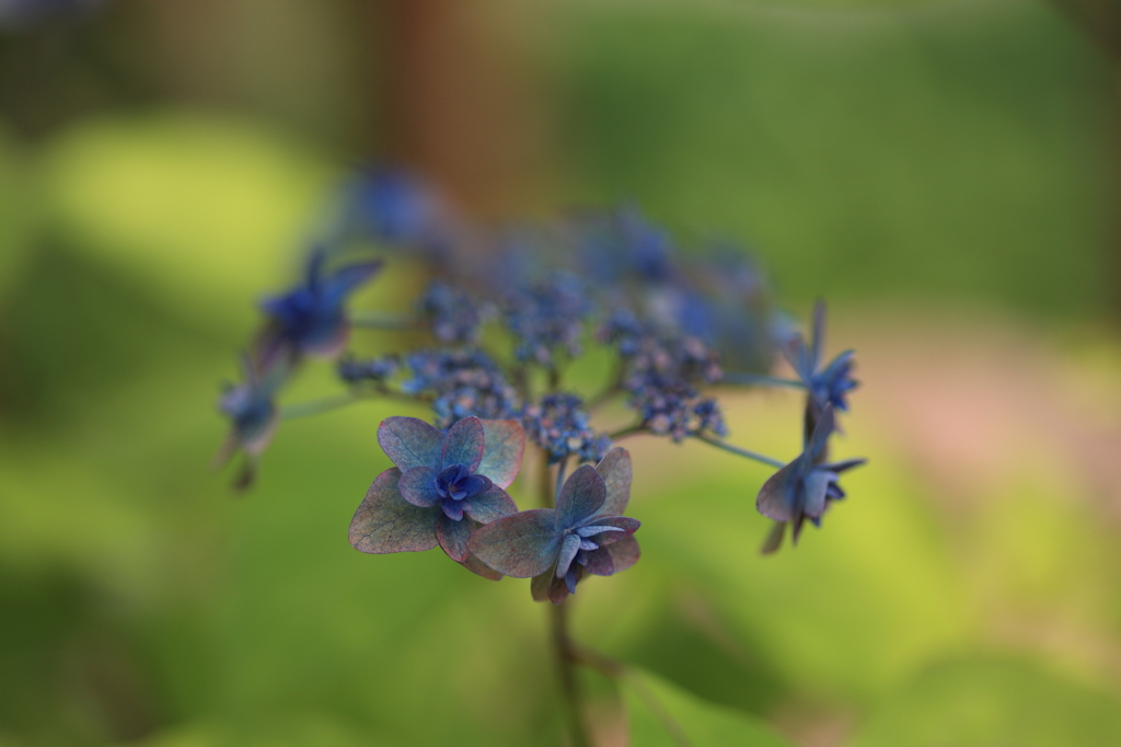 八重咲きの山紫陽花