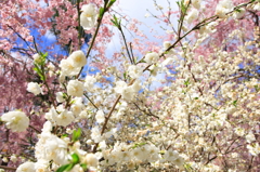 桜の乱れ咲き