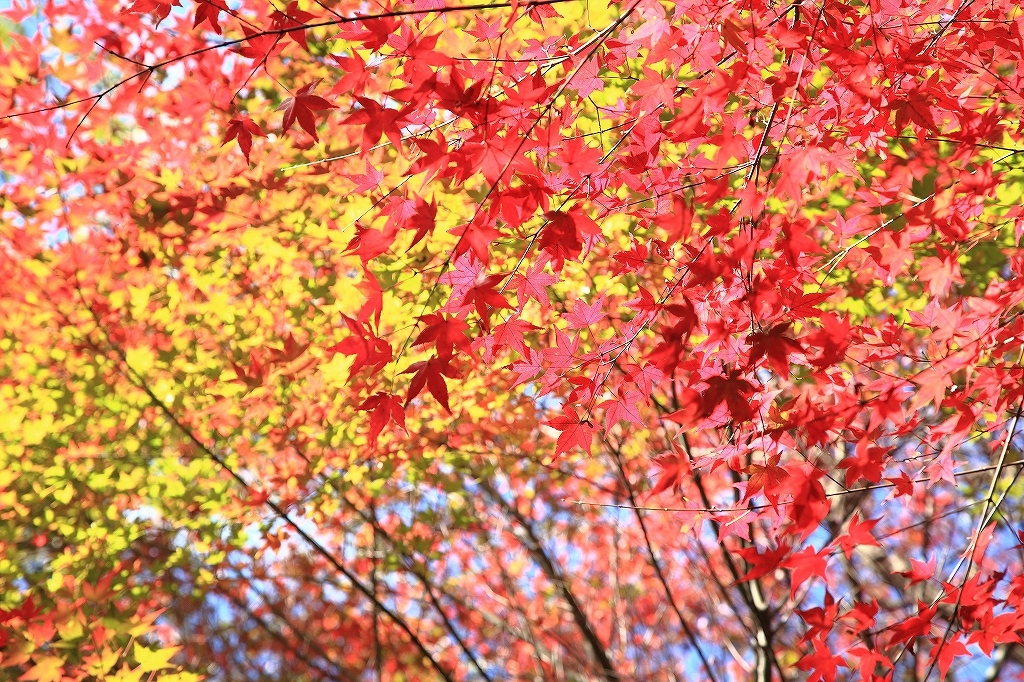 里山の彩り