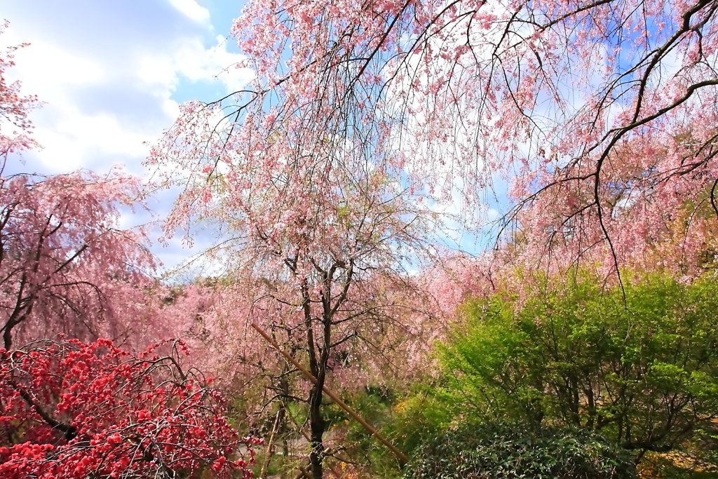 錦の輝き