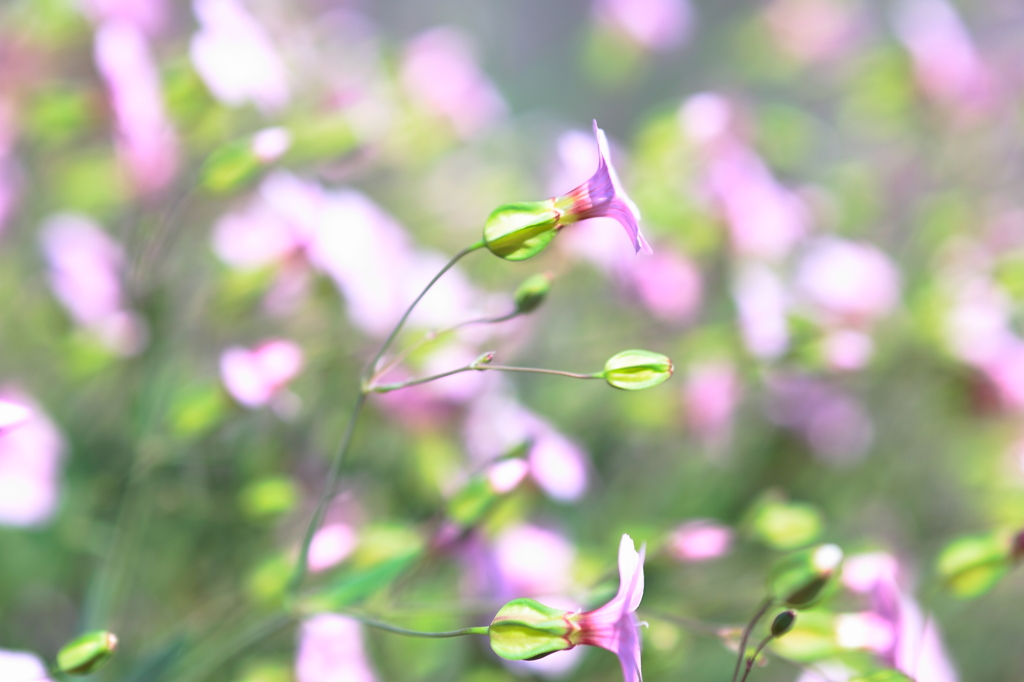 初夏の風になびいて