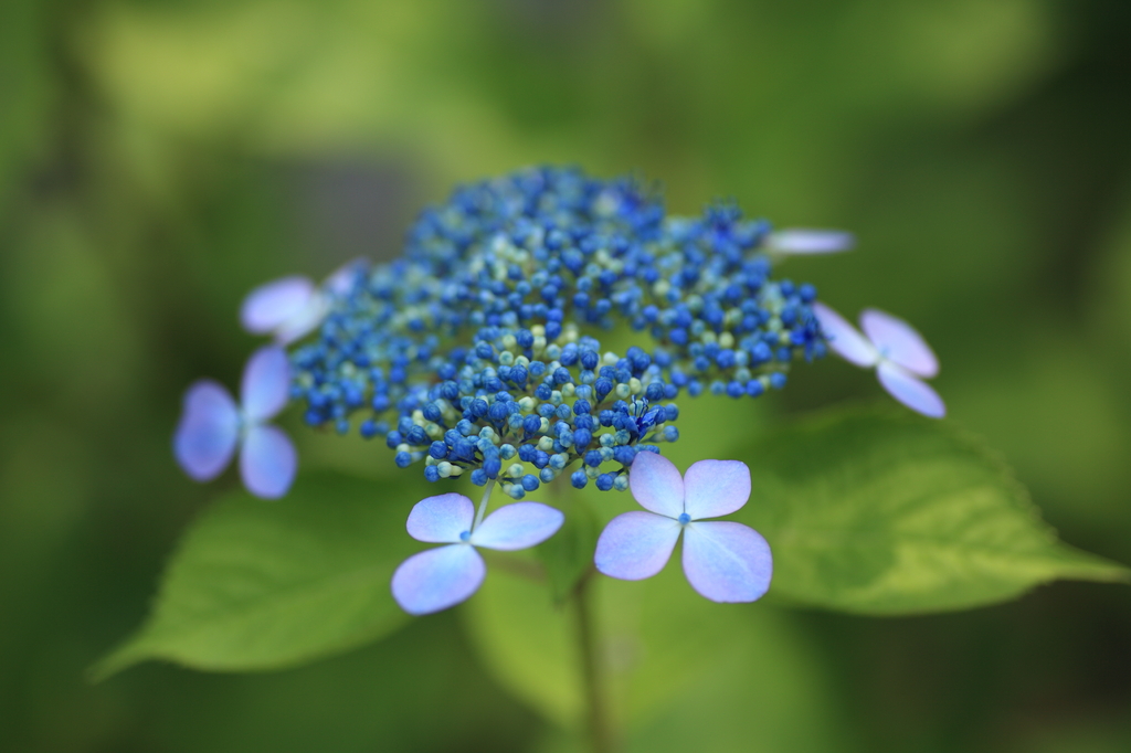 山紫陽花