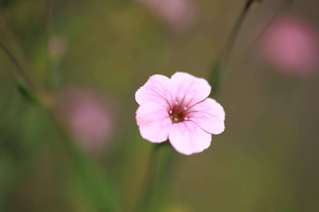 ピンクの花