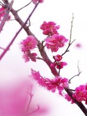 待ち焦がれる春９（紅梅）