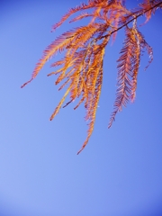 冬の訪れ１（メタセコイア）