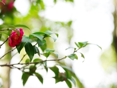 冬の散歩道に咲く花３