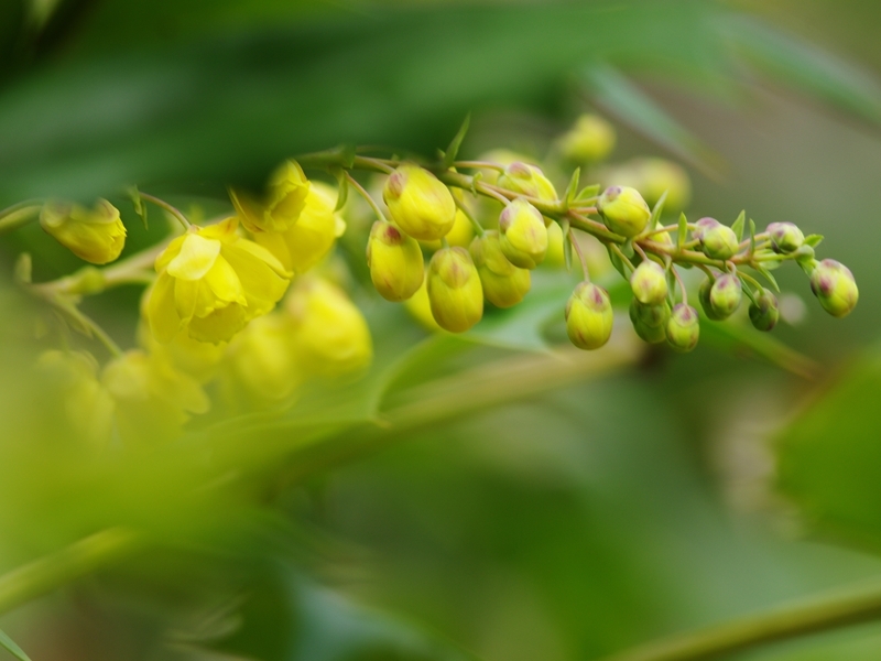 春が来た４（柊南天）