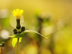 冬の散歩道に咲く花１