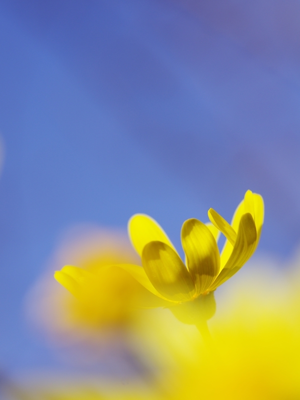 冬の訪れ６（マーガレットコスモス）