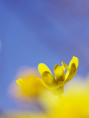 冬の訪れ６（マーガレットコスモス）