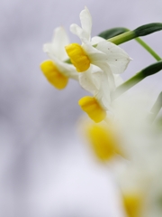 待ち焦がれる春７（日本水仙）