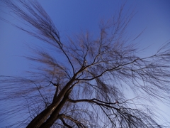 待ち焦がれる春２（柳の木）