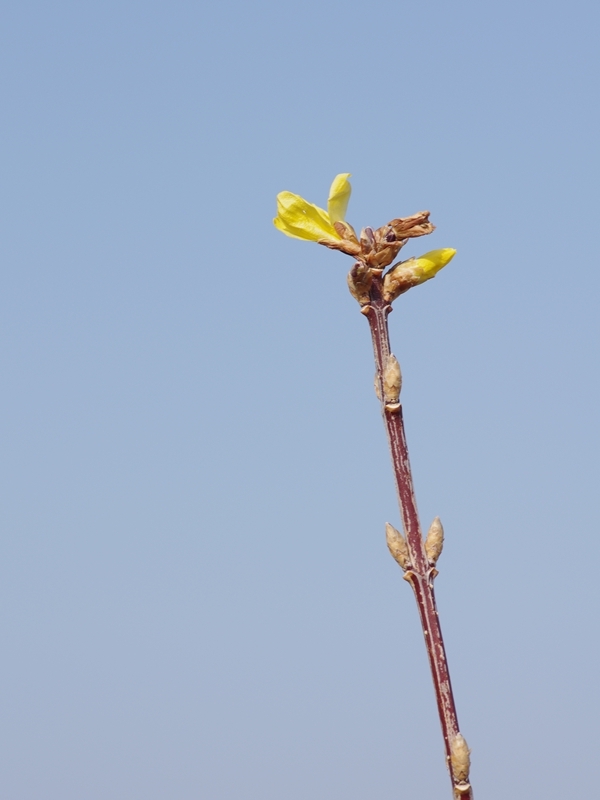 待ち焦がれる春４（連翹）