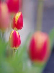 春が来た３（チューリップ）
