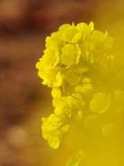 待ち焦がれる春１（菜の花）